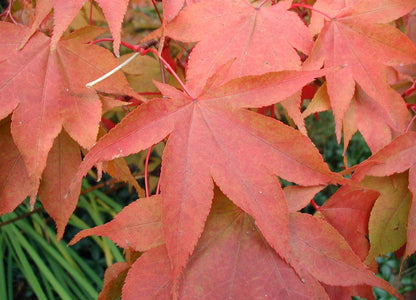 Japansk løn (Acer palmatum) med røde efterårsblade