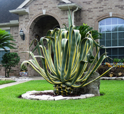 Stor Agave americana "Marginata" foran et flot murstenshus