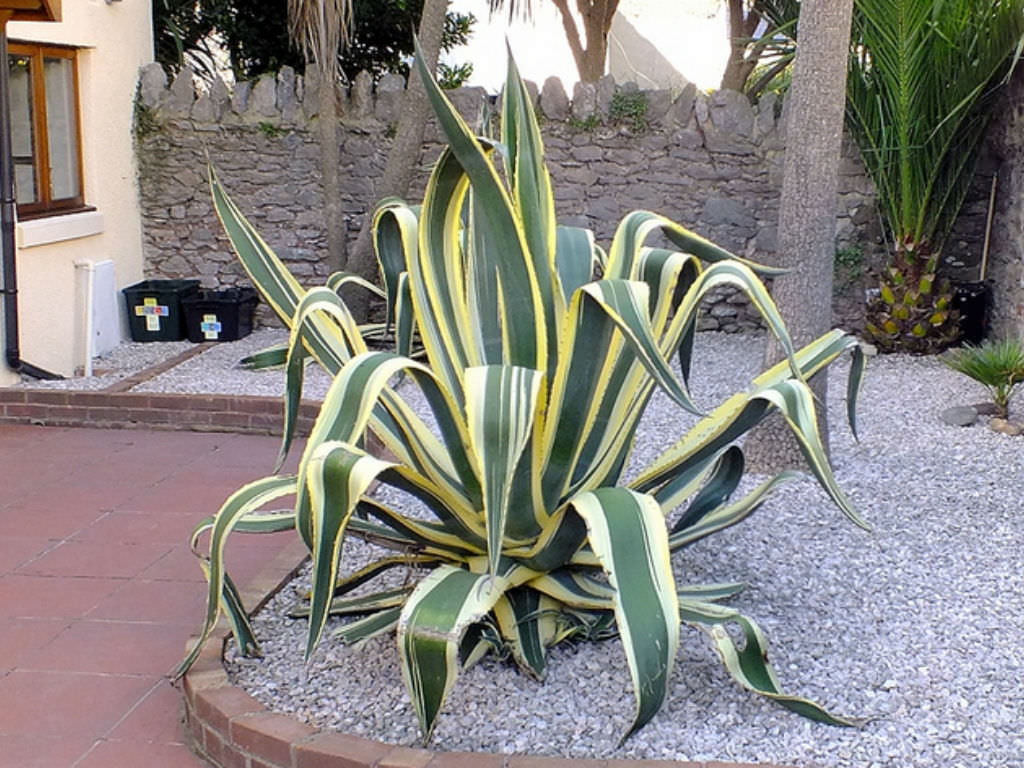 Flot stor Agave americana "Marginata" i et bed med sten