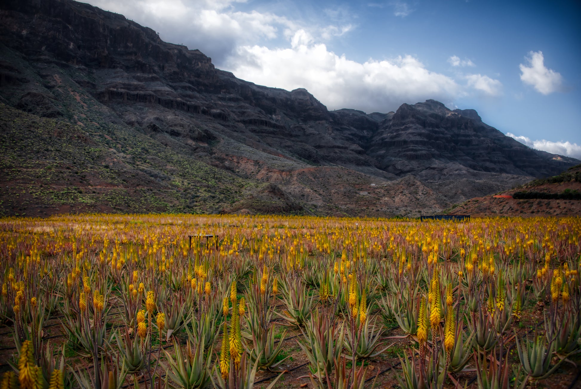 Stor flot mark med blomstrende læge-Aloe (Aloe vera)