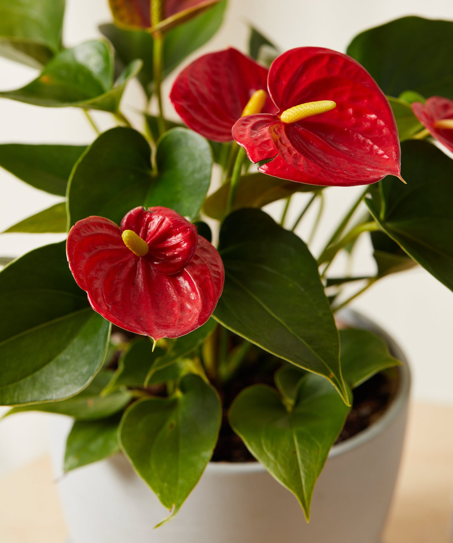 Flot, blomstrende Anthurium plante (Flamingoblomst)