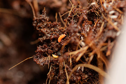 Lille Rød springhale (Bilobella braunerae)