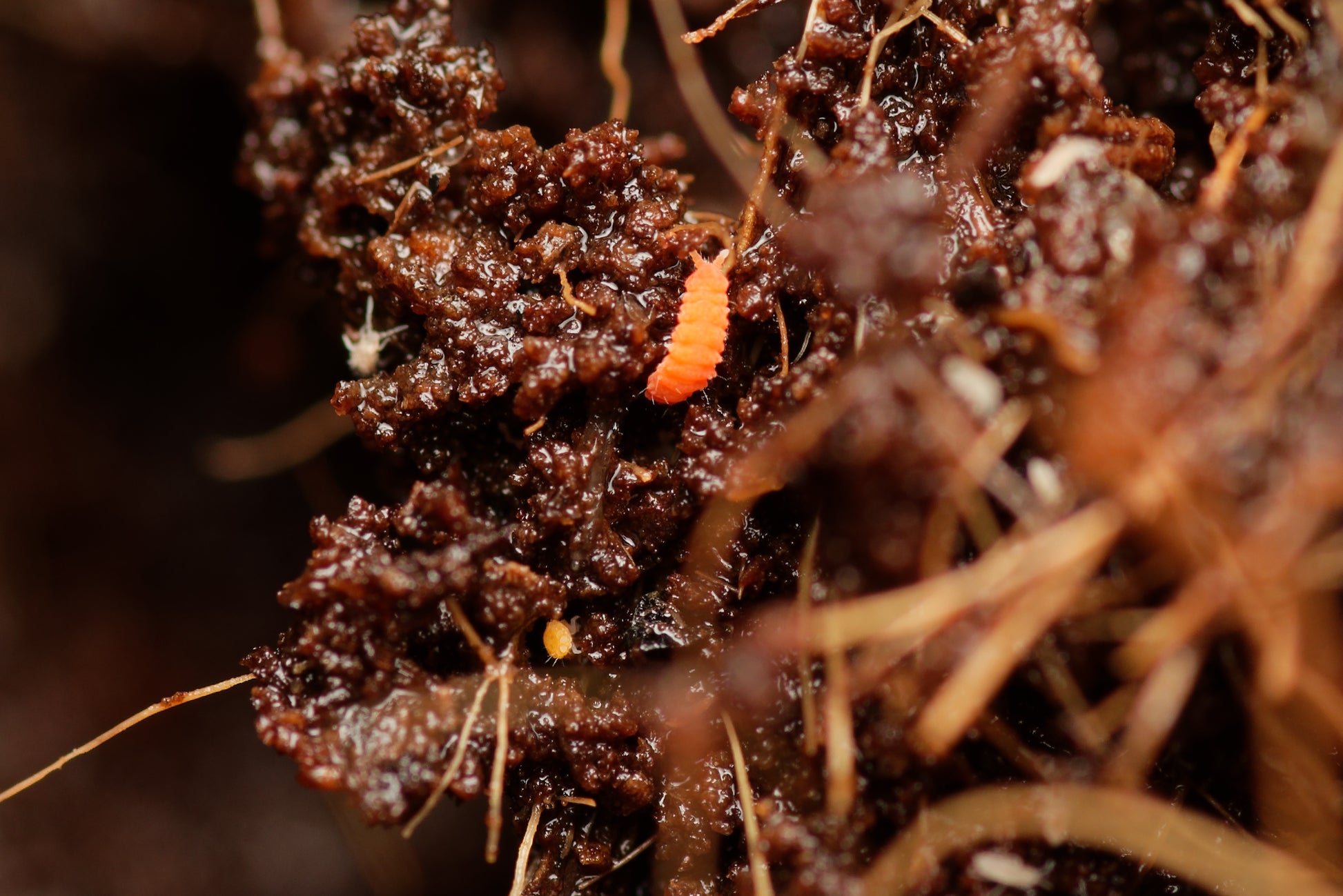 Rød springhale (Bilobella braunerae)