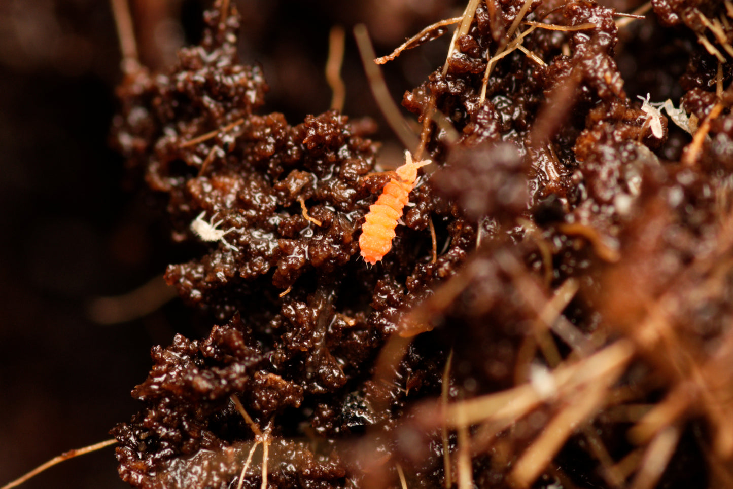 Nærbillede af Røde springhaler (Bilobella braunerae)