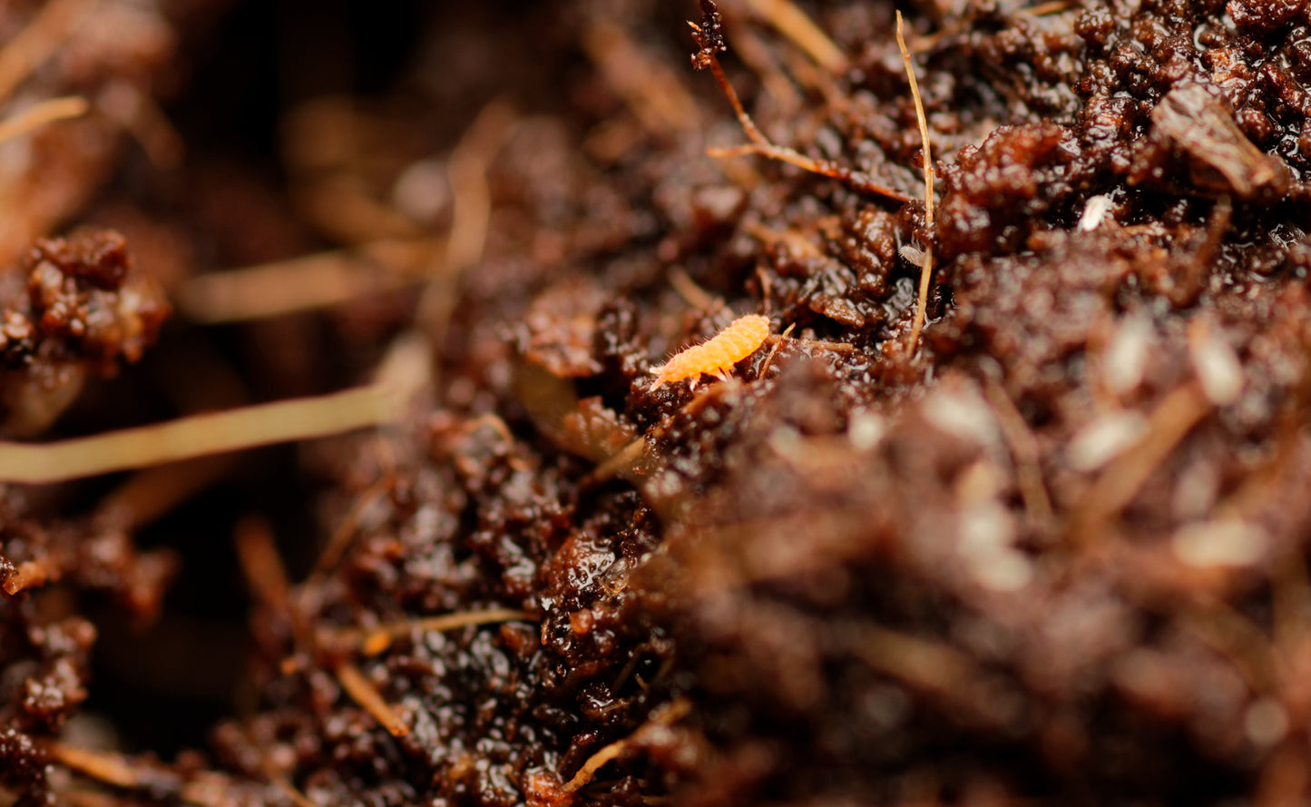 Røde springhaler (Bilobella braunerae)