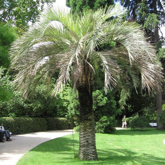 Flot Jelly Palme (Butia odorata)