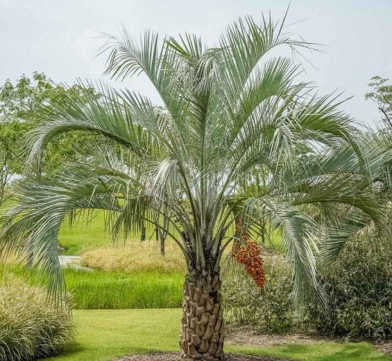 Jelly Palme (Butia odorata) stående flot i en græsplæne