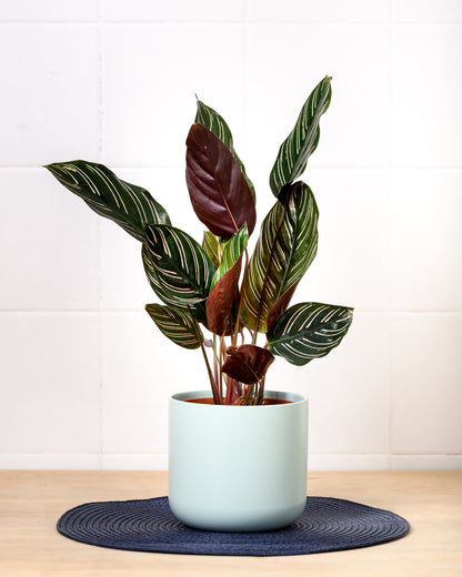 Flot Calathea plante i lys urtepotte