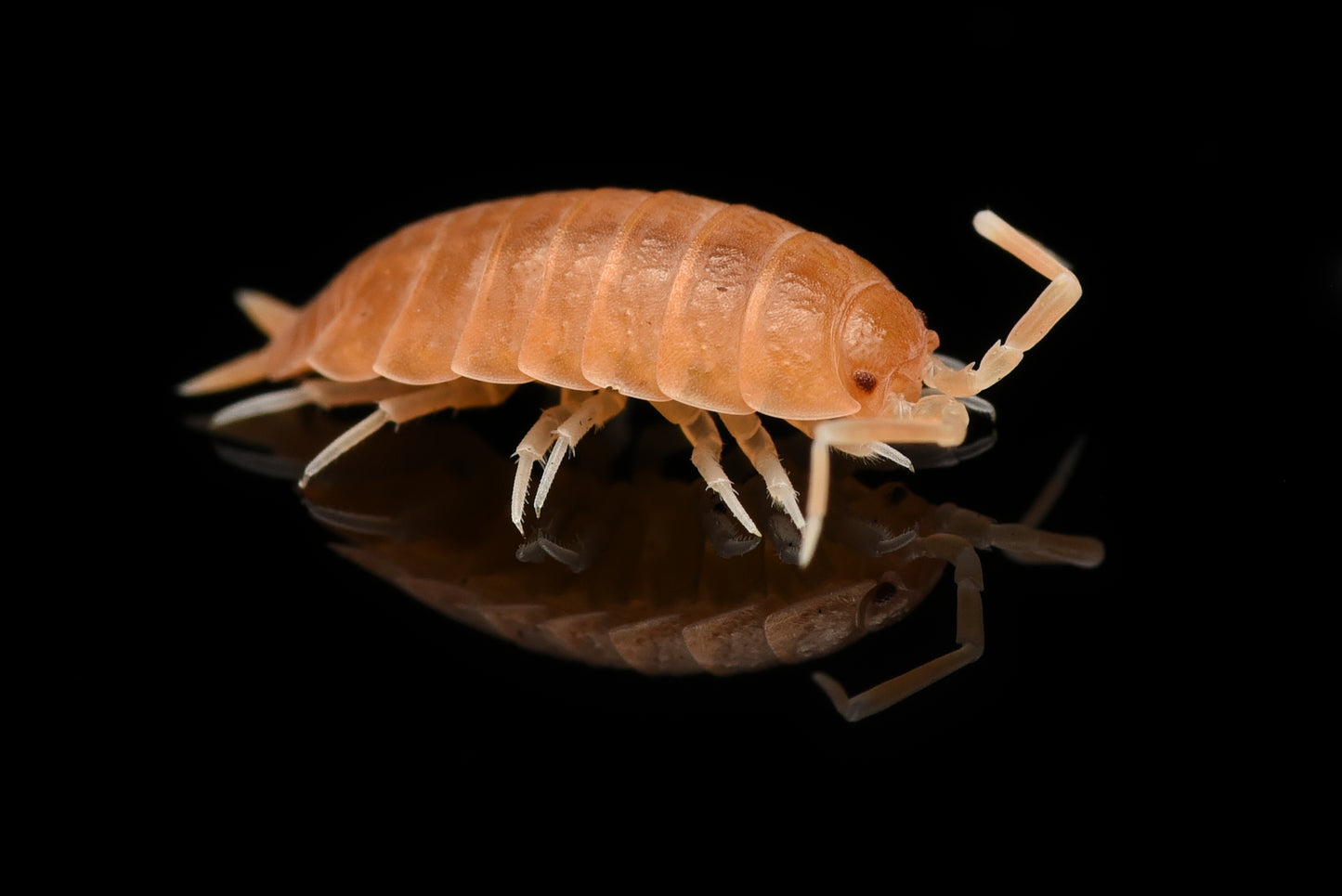 Nærbillede af Cubansk bænkebider (Porcellionides pruinosus "orange")