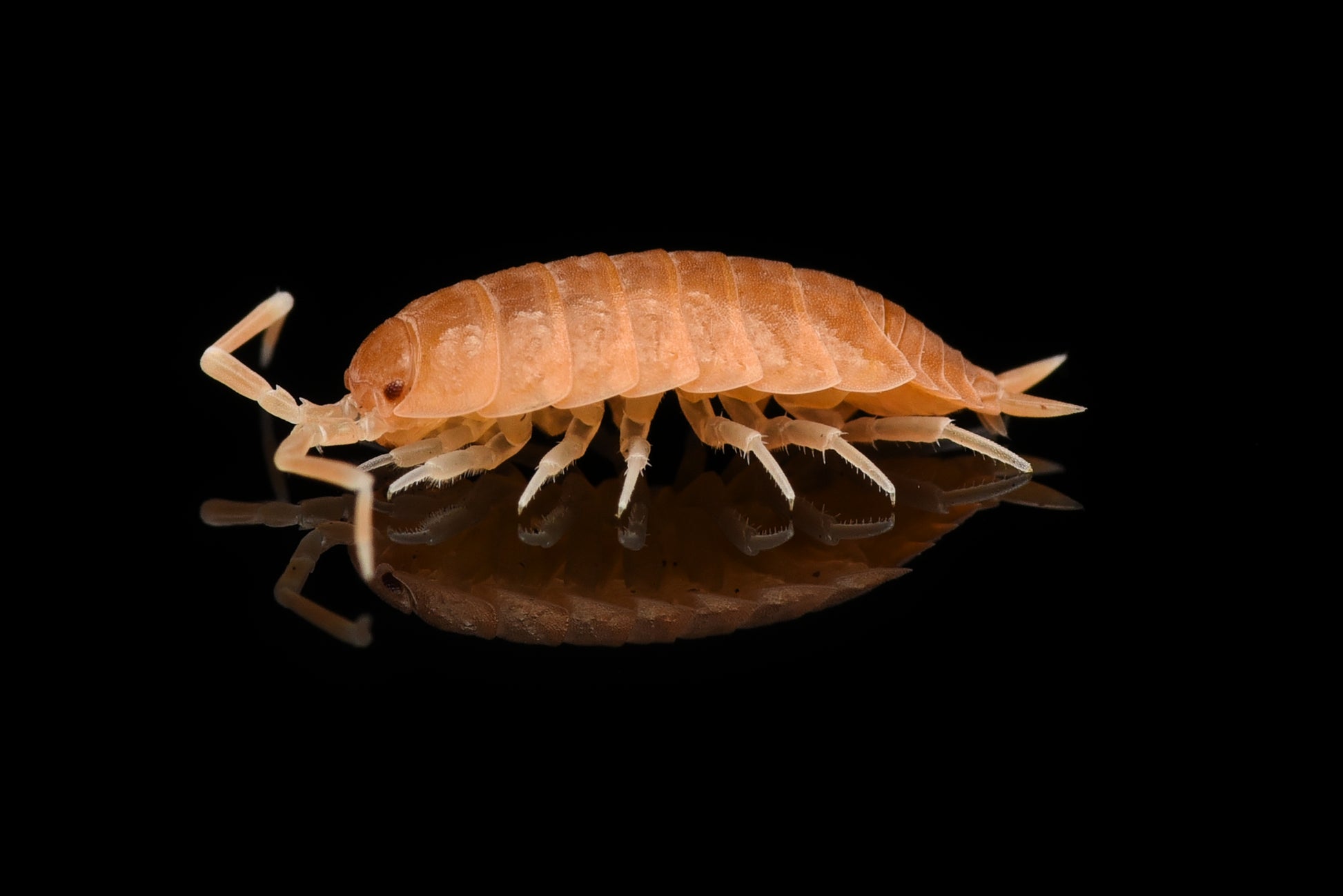 Cubansk bænkebider (Porcellionides pruinosus "orange") fra siden med refleksion