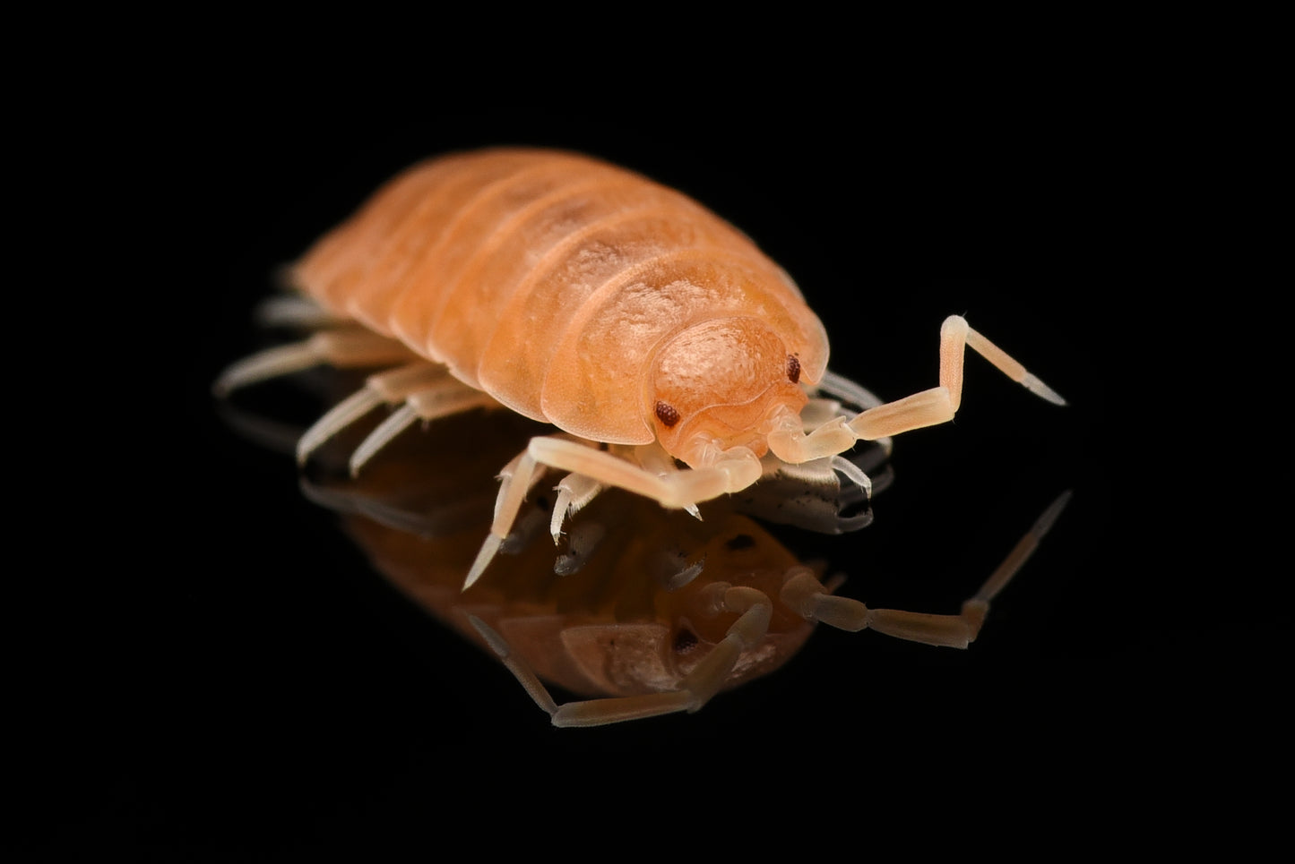 Flot profilbillede af Cubansk bænkebider (Porcellionides pruinosus "orange")