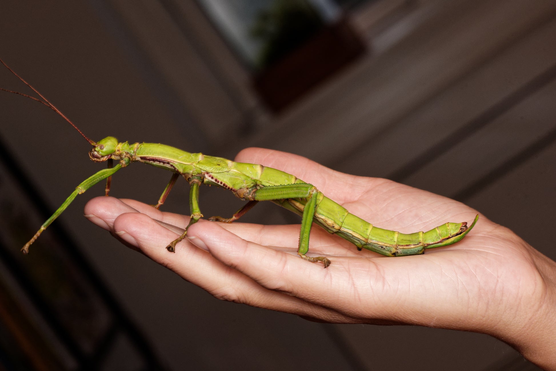 Voksen hun af Stor grøn vandrende pind (Diapherodes gigantea)