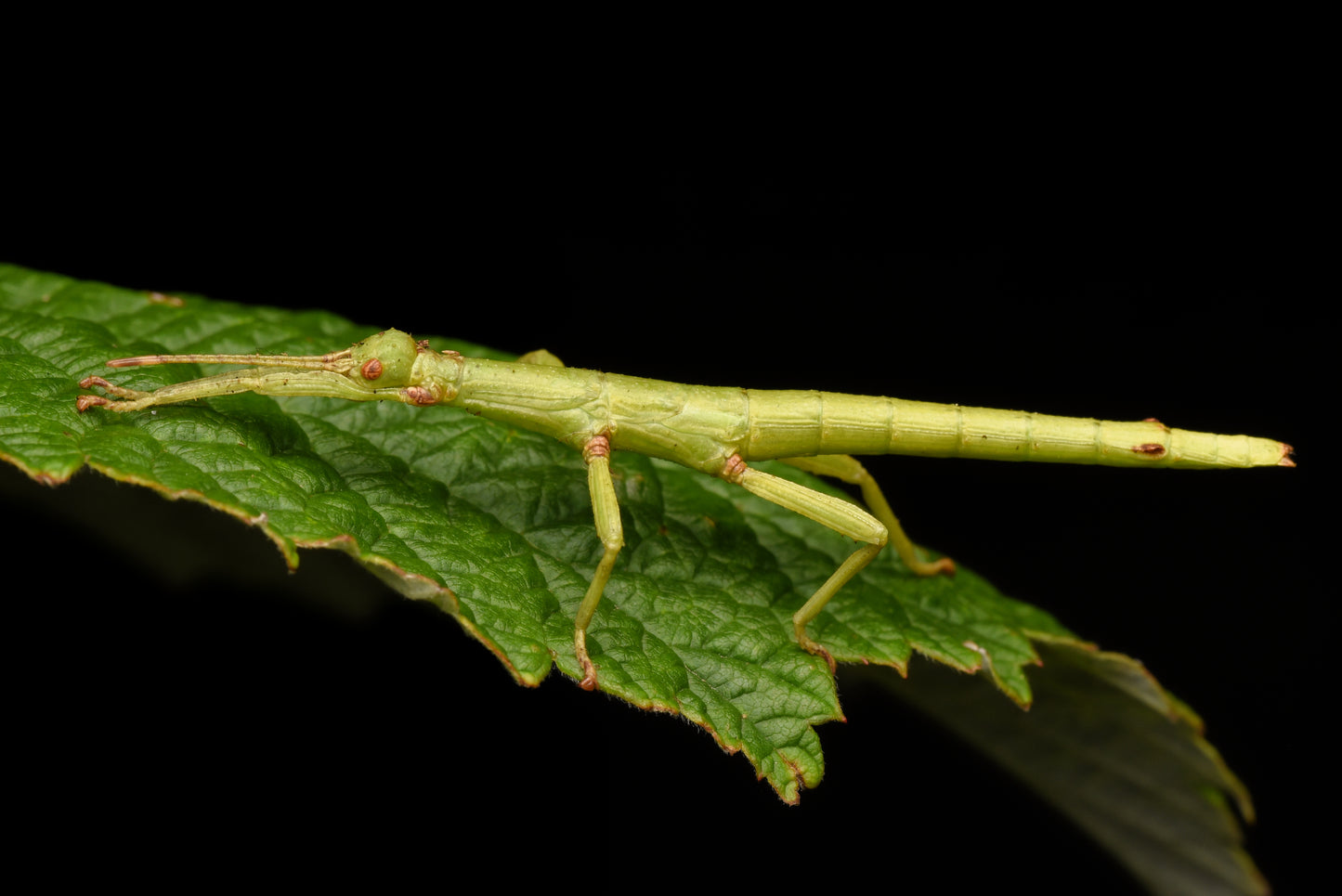 Nymfe af Stor grøn vandrende pind (Diapherodes gigantea) siddende på et blad