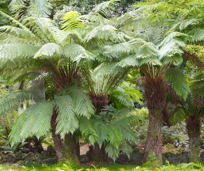 Gruppe af Tasmanske træbregner (Dicksonia antarctica)