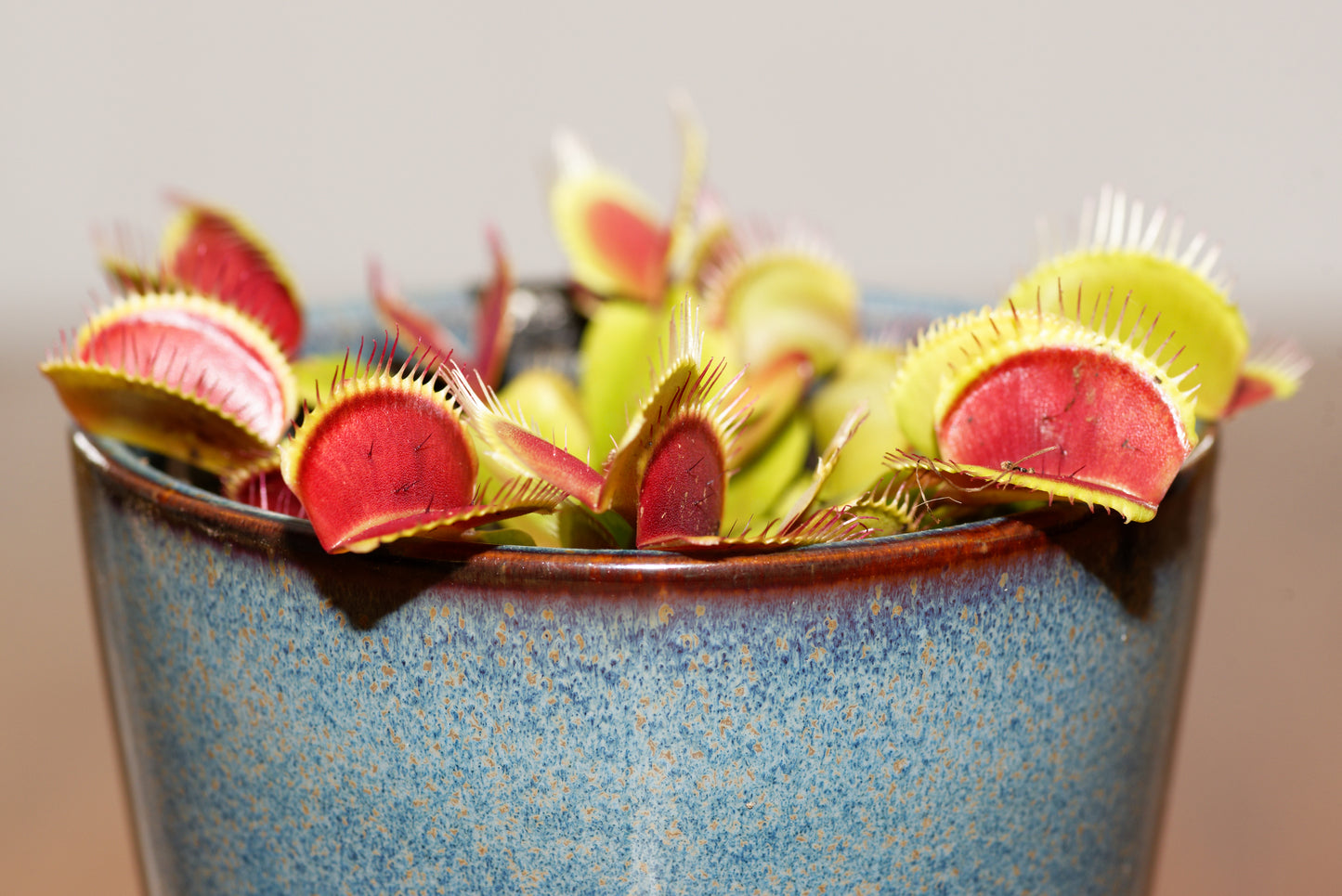 Venus fluefanger (Dionaea muscipula "typical") i en blå urtepotte