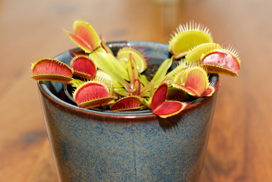 Flot Venus fluefanger (Dionaea muscipula "typical")