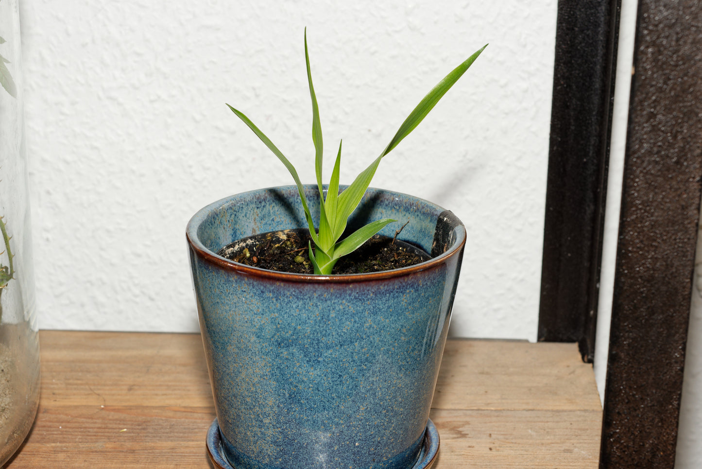 Frøplante af Drageblodstræ (Dracaena draco)