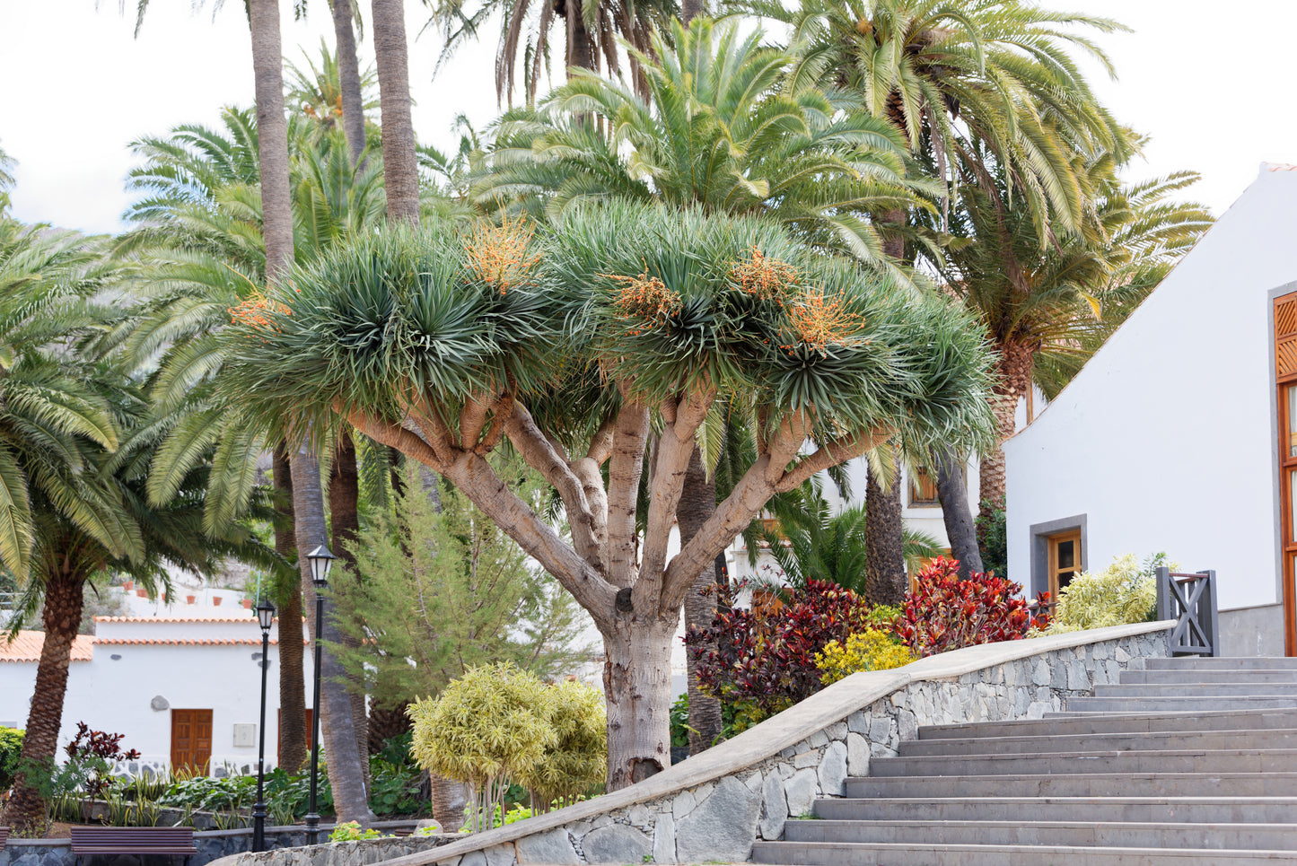 Stort og flot Drageblodstræ (Dracaena draco) på Gran Canaria