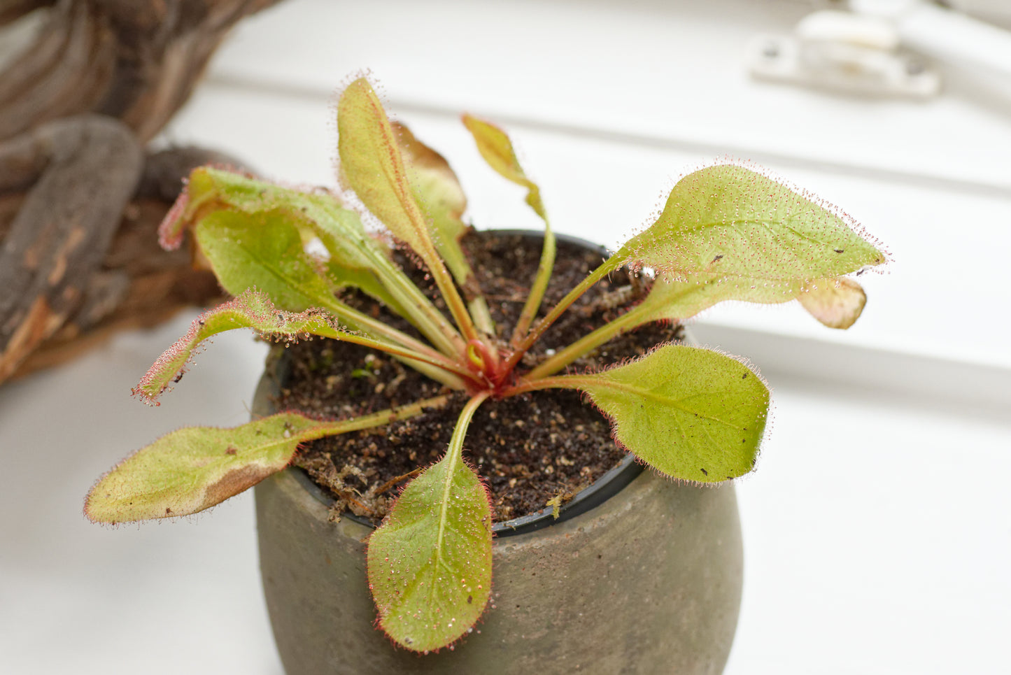 Queensland Soldug (Drosera andromeda) i en vindueskarm