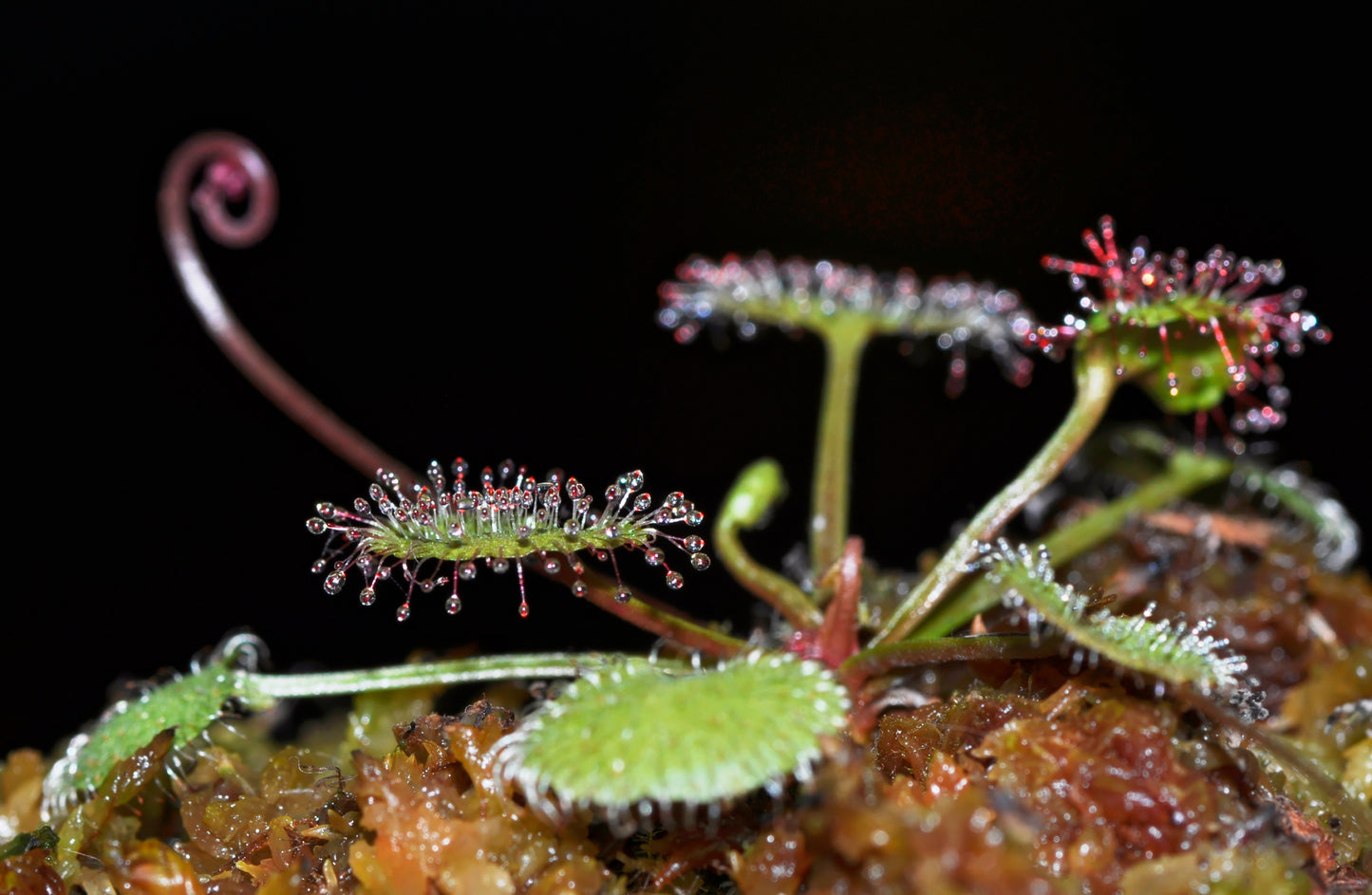 Queensland Soldug (Drosera prolifera) med begyndende blomsterstilk