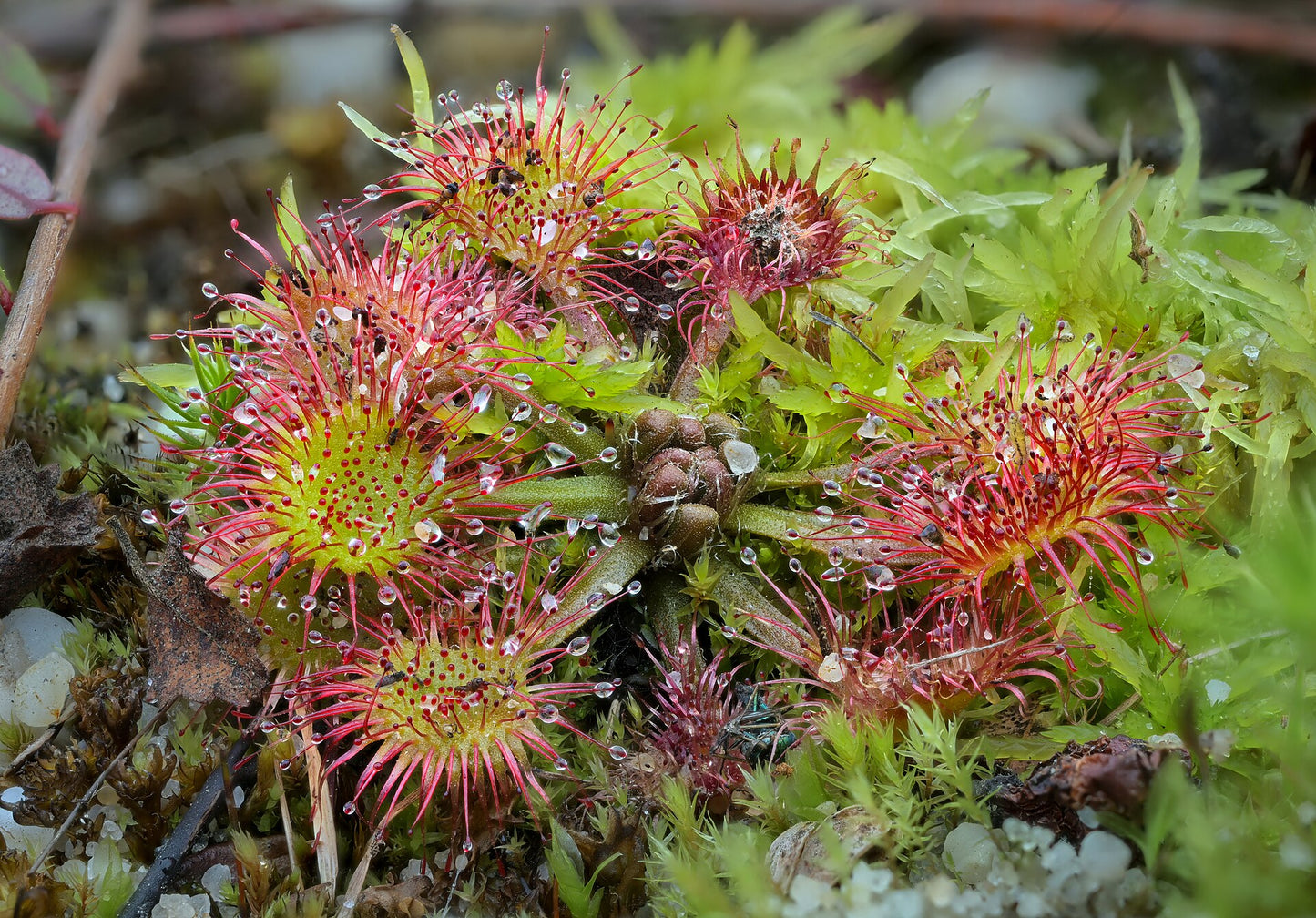 Rundbladig soldagg (Drosera rotundifolia) | frön, 15 st.