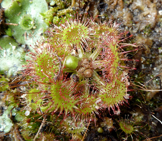 Rundbladet soldug (Drosera rotundifolia)