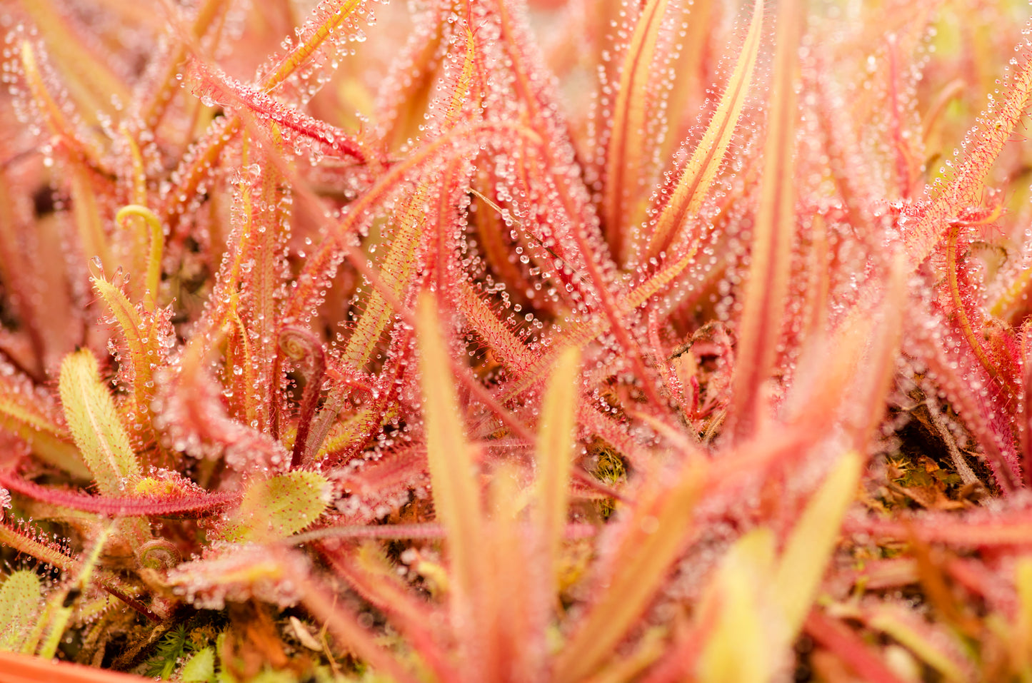 Queensland Soldug (Drosera adelae) i massevis