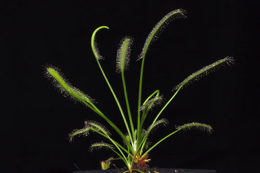 Flot plante af den grønne soldug (Drosera capensis "alba")