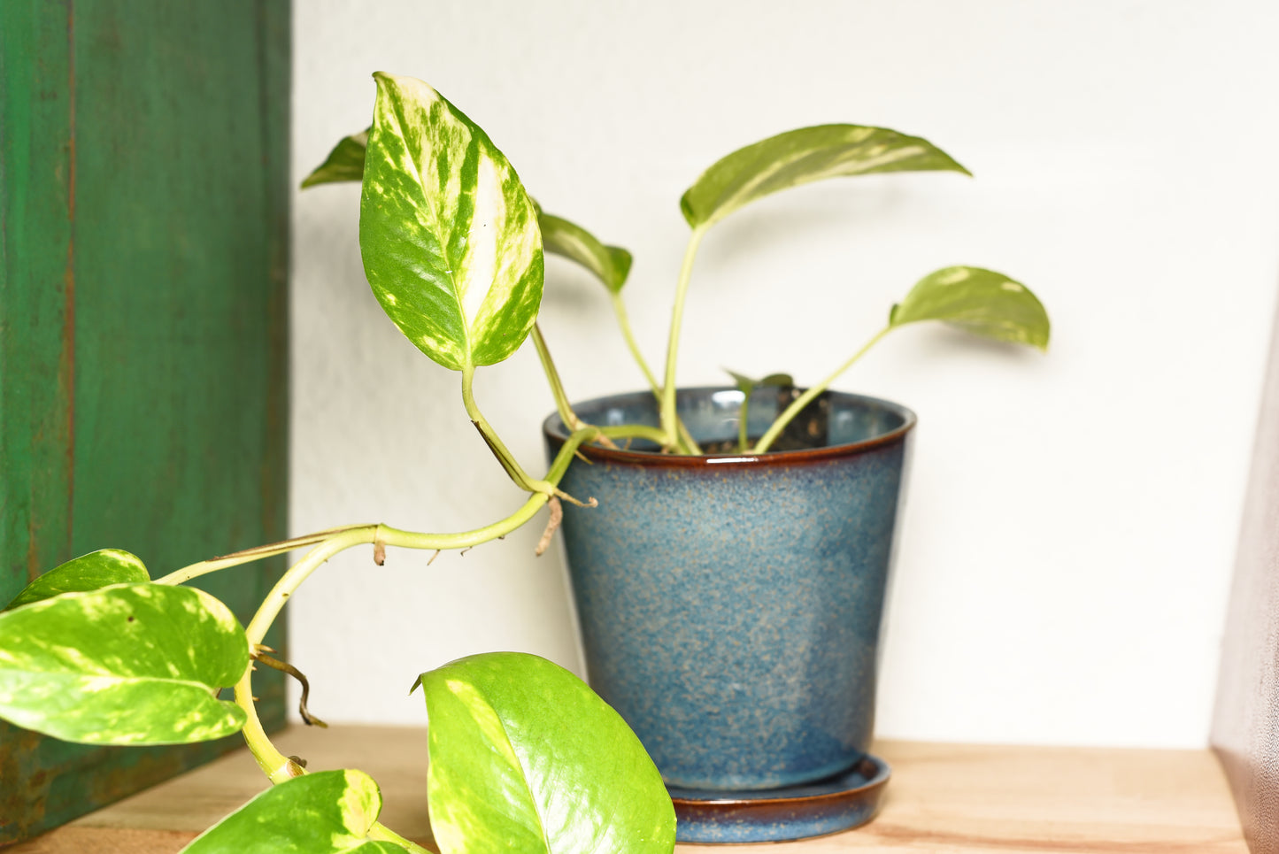 Guldranke (Epipremnum pinnatum) i en lille blå potte