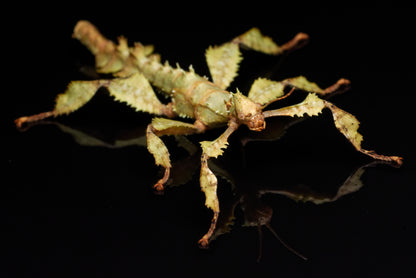 Voksen Vandrende rosengren (Extatosoma tiaratum)