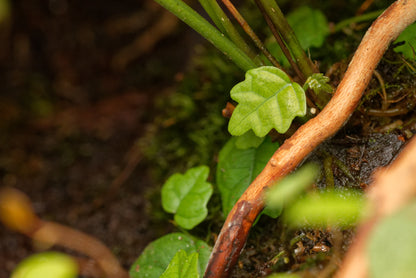 Krybefigen (Ficus scandens (quercifolia)), der vokser i et terrarium