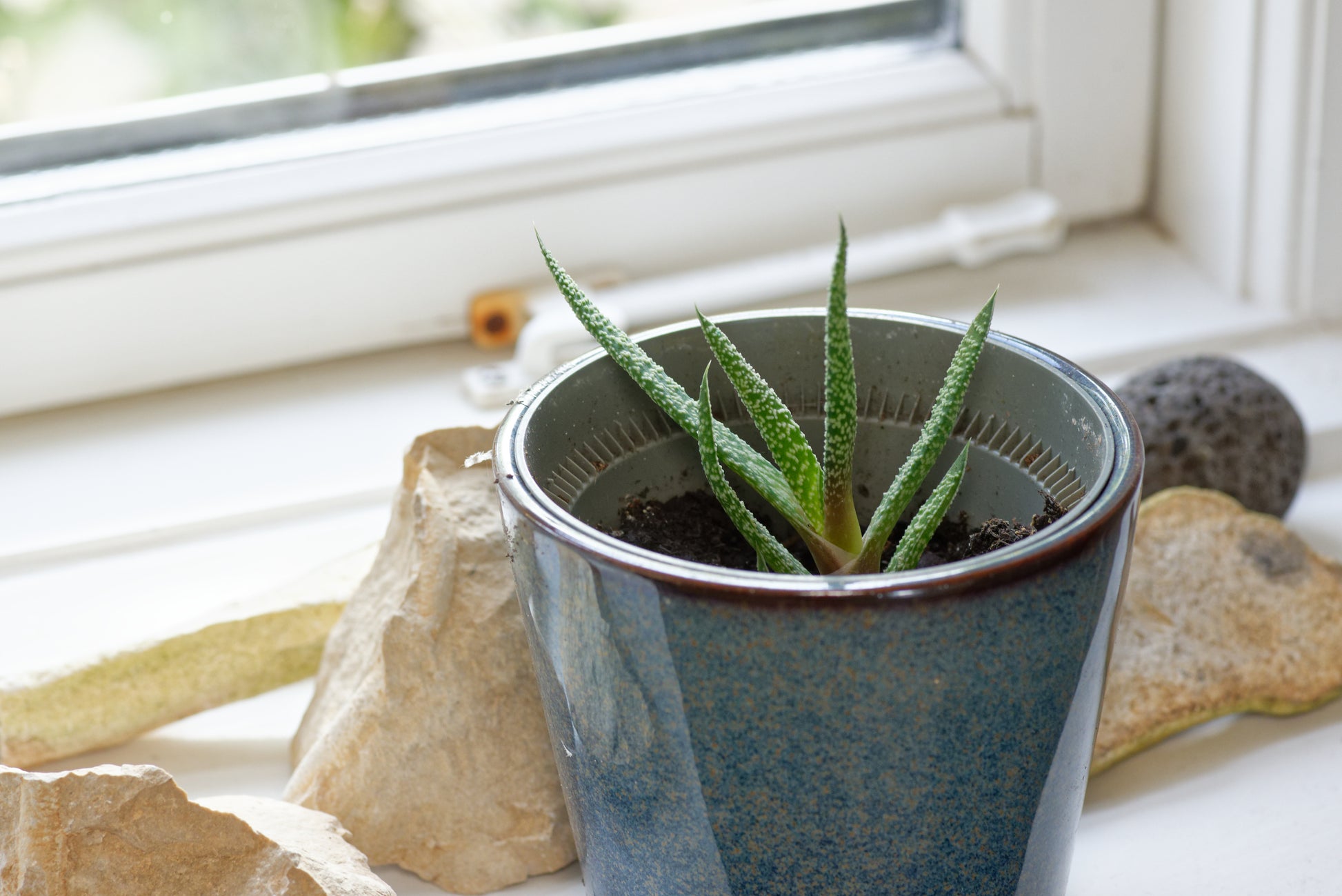 Lille plante af sukkulenter Køled Gasteria (Gasteria verrucosa) i en vindueskarm