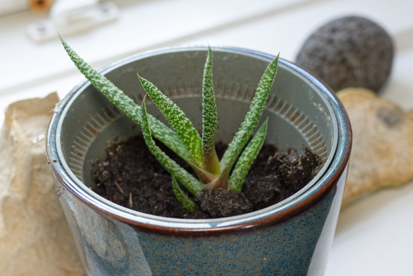 Køled Gasteria (Gasteria verrucosa) i en blå potte i en vindueskarm