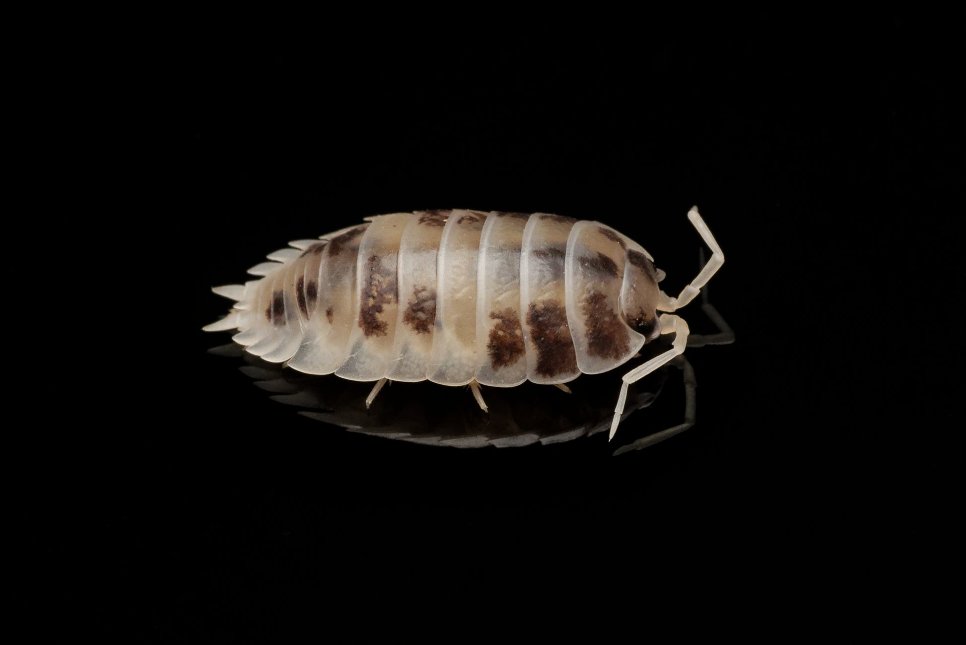 Makrobillede af Glatgrå bænkebider (Porcellio laevis "Dairy Cow")