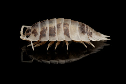 Glatgrå bænkebider (Porcellio laevis "Dairy Cow") set fra siden