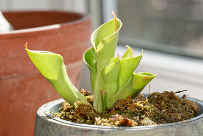 Soltrompet (Heliamphora minor) i en vindueskarm