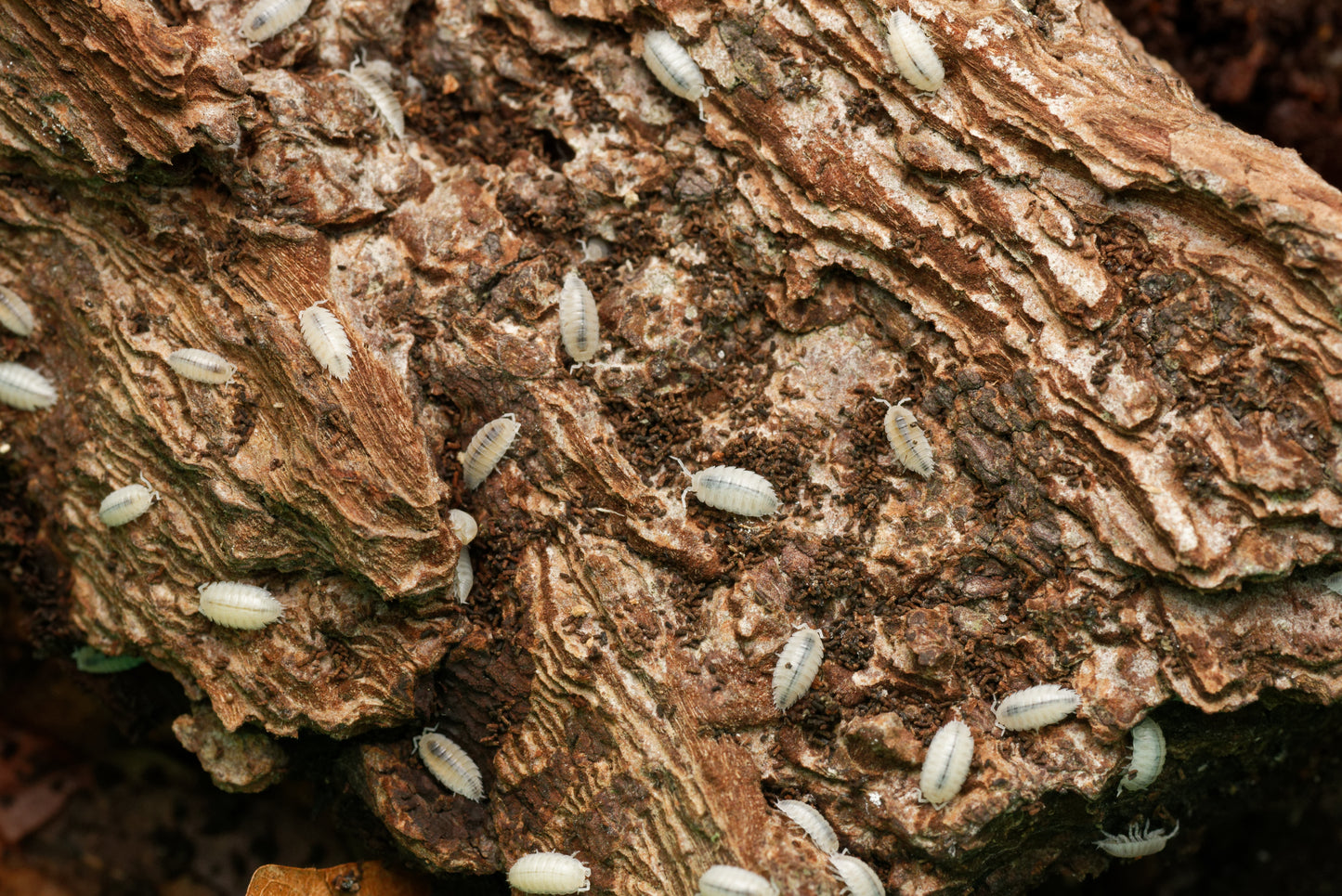 Hvide tropiske bænkebidere (Trichorhina tomentosa) på et stykke bark