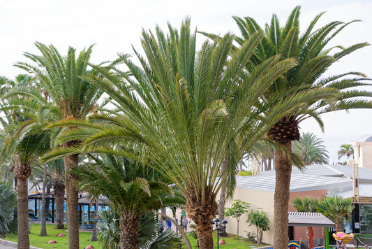 Samling af Fønikspalmer (Phoenix canariensis)