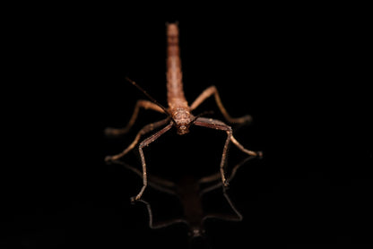 Venezuelansk käpp (Pseudophasma subapterum)