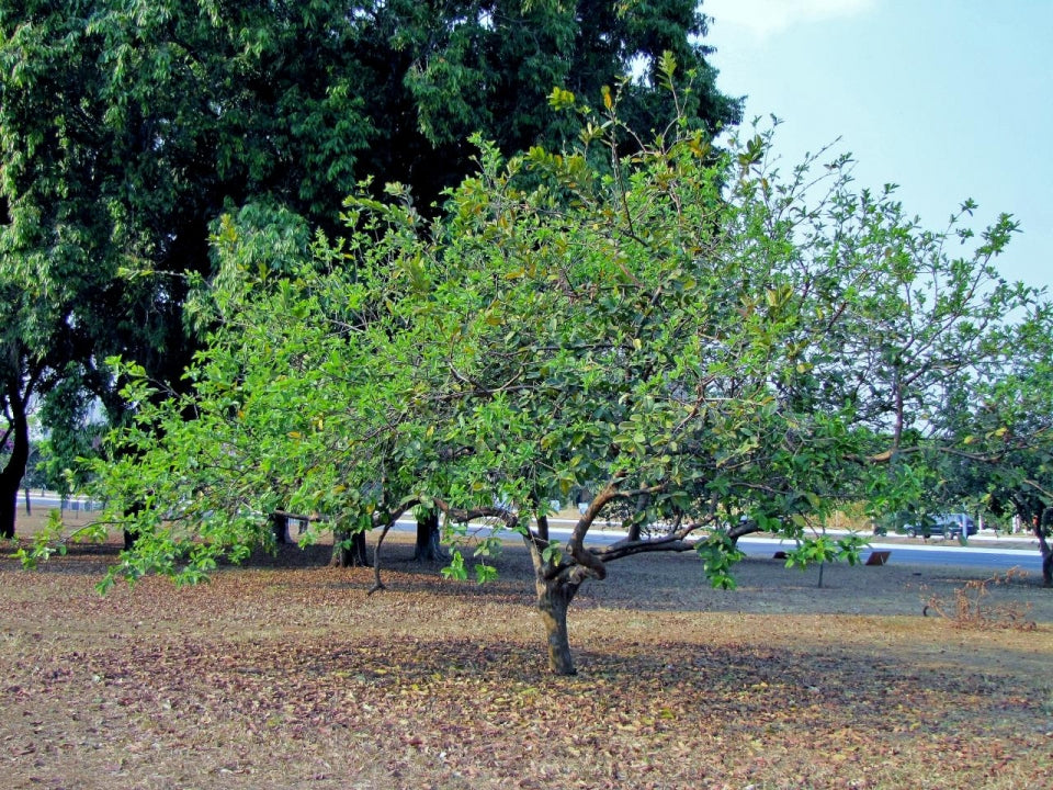 Smukt Guavatræ (Psidium guajava)