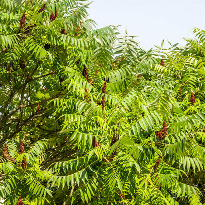 Blomstrende træ af Sumak (Rhus coriaria)