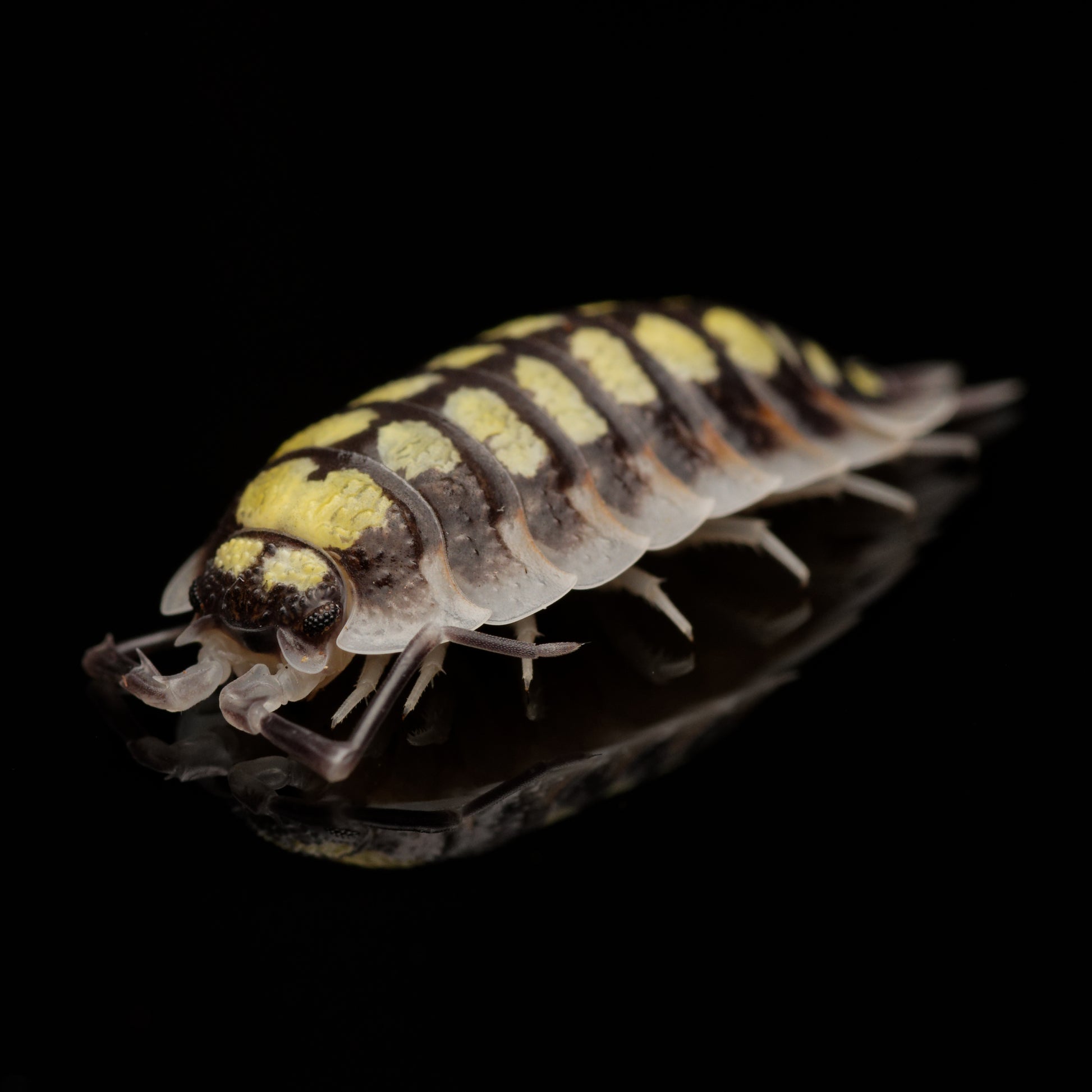 Spansk gul bænkebider (Porcellio haasi “high yellow”) 