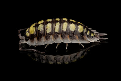 Spansk gul bænkebider (Porcellio haasi “high yellow”) set fra siden