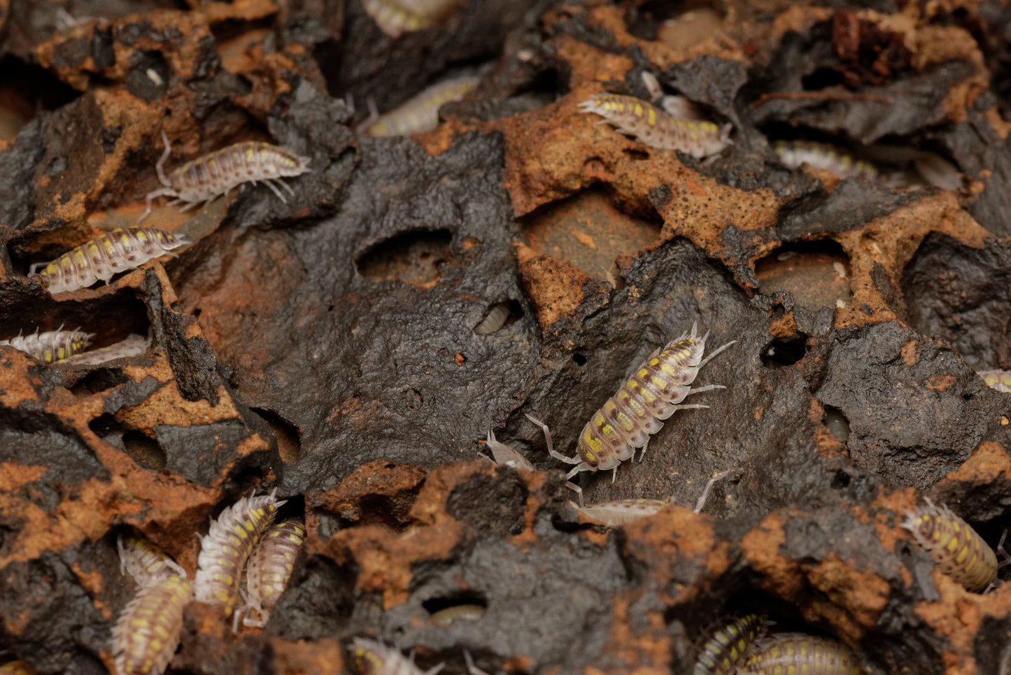 Gruppe af Spansk gul bænkebider (Porcellio haasi “high yellow”)  på en sten