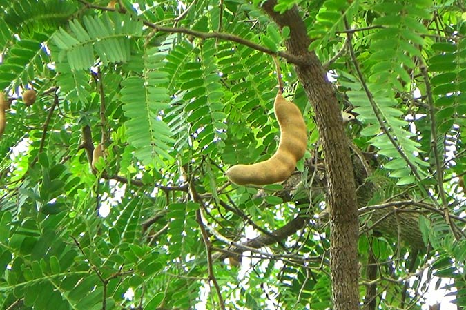 Træ med frugter af Tamarind (Tamarindus indica)