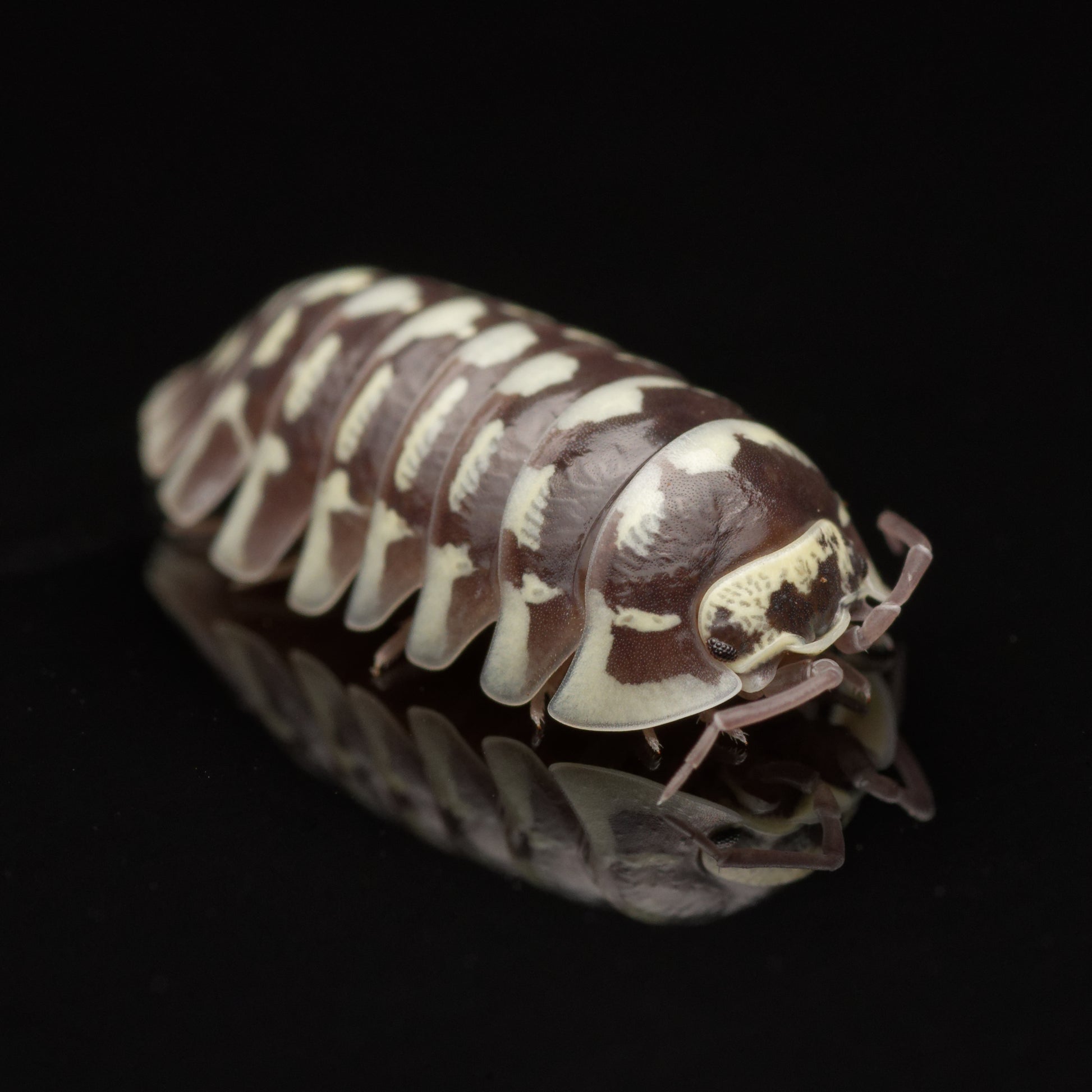 Zebra bænkebider (Armadillidium maculatum) 