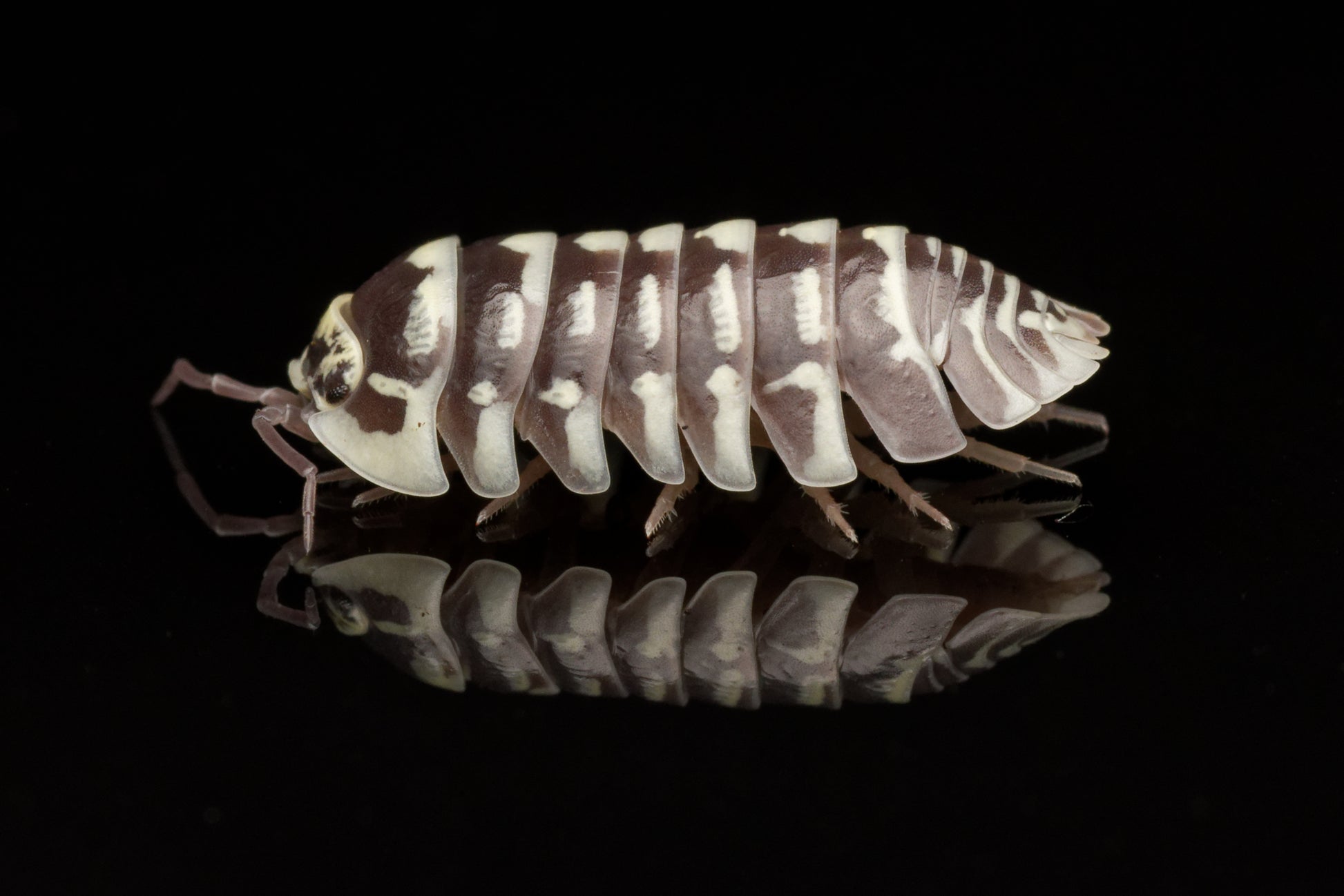 Makrobillede af Zebra bænkebider (Armadillidium maculatum) 