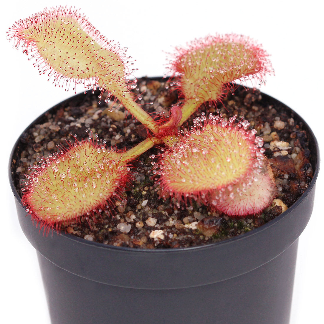 Drosera andromeda (prolifera x schizandra)