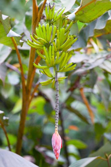 Frugtklase med bananer af Hutan banan (Musa lawitiensis)