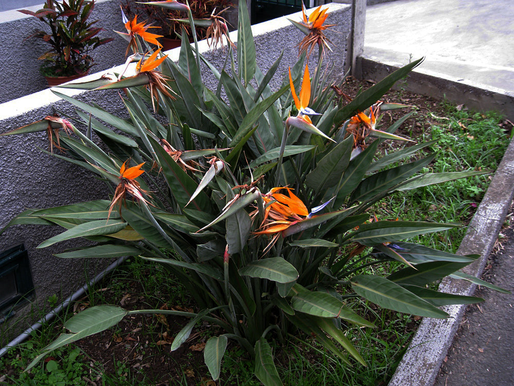 Stor blomstrende Paradisblomst (Strelitzia reginae)